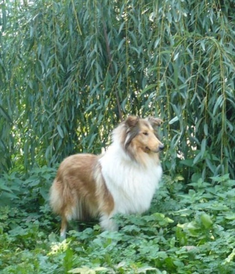 špeciálna výstava kólií a šeltií Horný Kalník 19. 9. 2009 039.jpg