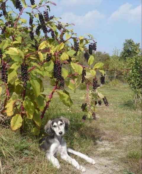 asianne 2mesiace 007.jpg