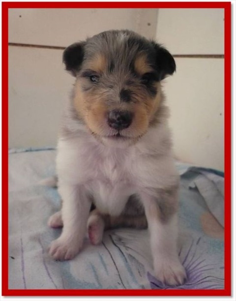 fenka č.1.jpg