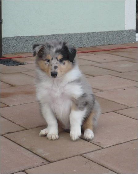 fena č. 1.jpg