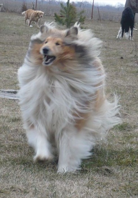 nobless is playing.jpg