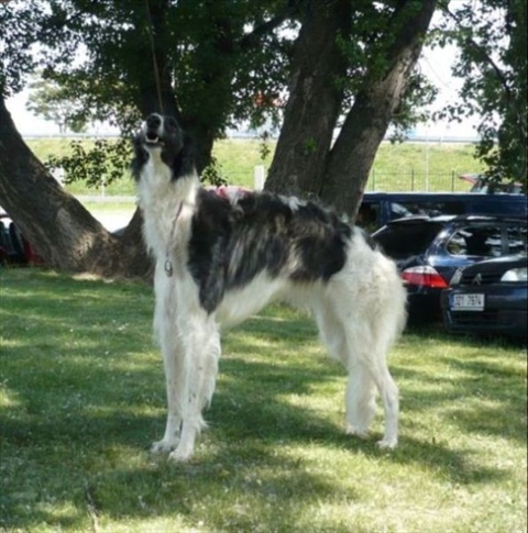 obcan 093.jpg