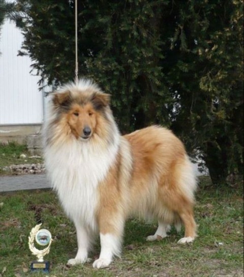 barzoji 166.jpg