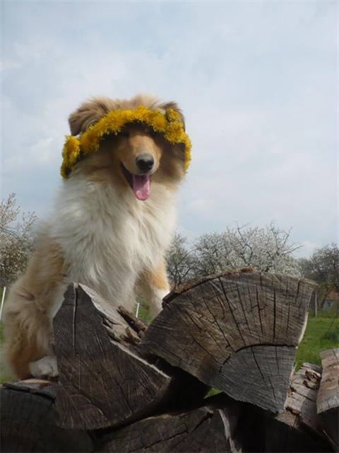 Obrázok 717.jpg