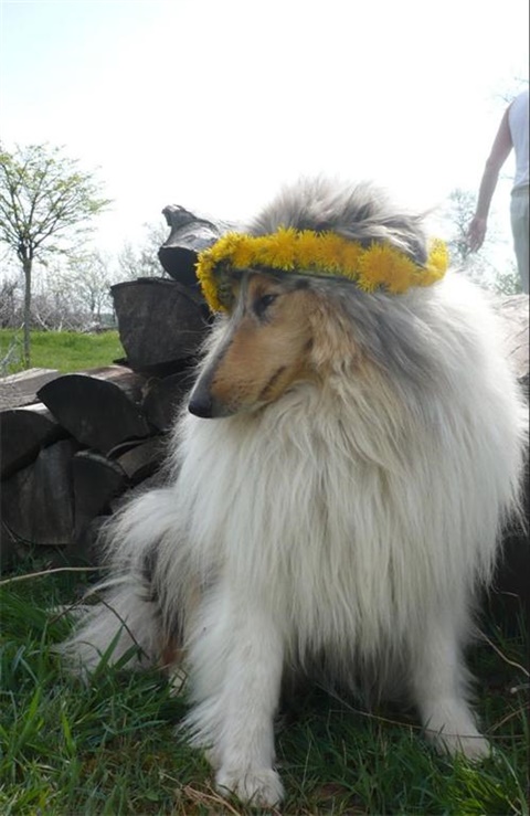 Obrázok 619.jpg