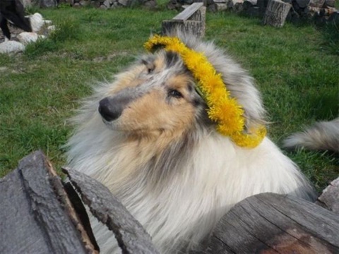 Obrázok 621.jpg