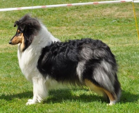 ginevra pardal z asuanu.jpg