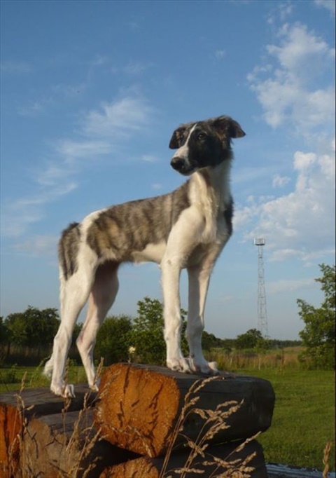 Obrázok 173.jpg