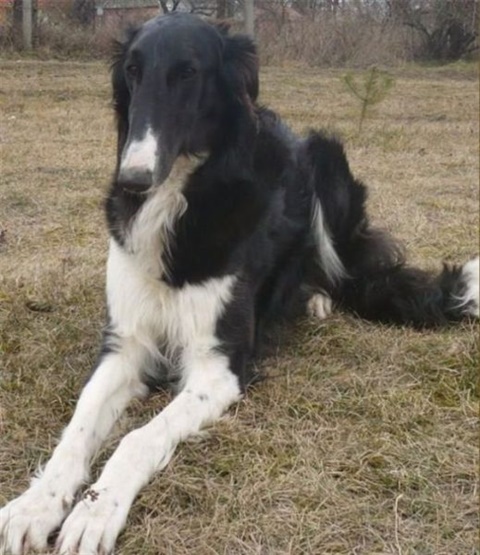 yanna - anima.jpg