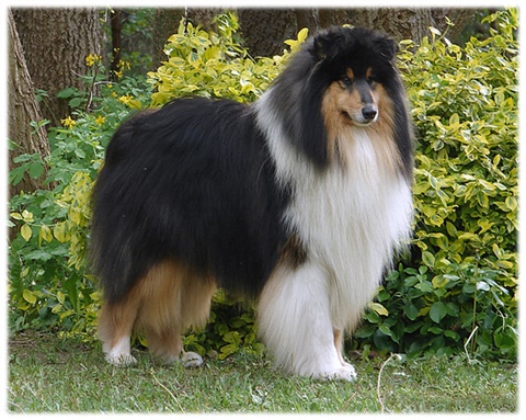 kid rock ram.jpg