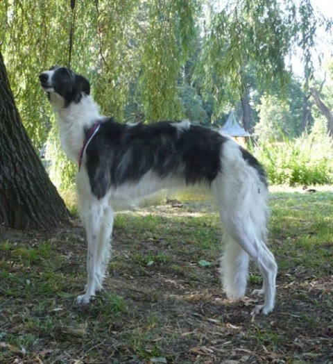 Národná výstava Košice 12. 7. 2009 119.jpg