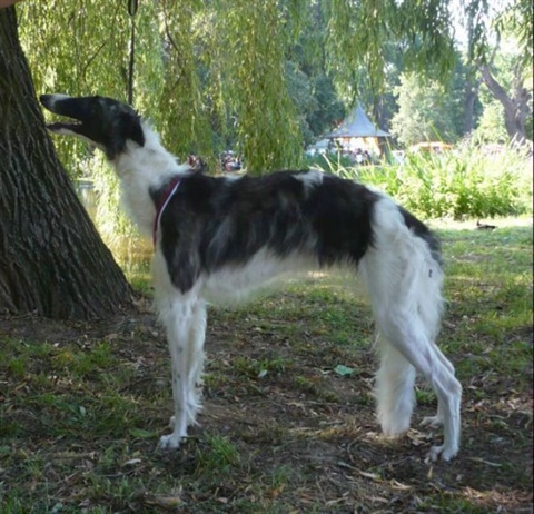 Národná výstava Košice 12. 7. 2009 120.jpg