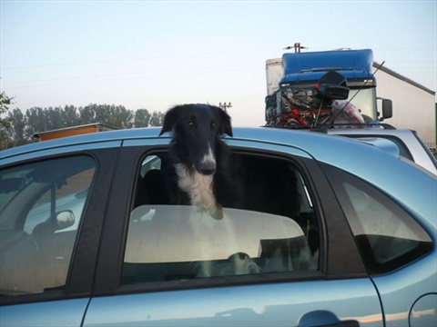 Národná výstava Košice 12. 7. 2009 028.jpg
