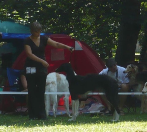 euro sighthound show 8. 8. 2009 048.jpg