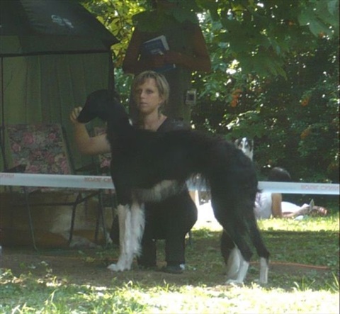 euro sighthound show 8. 8. 2009 052.jpg