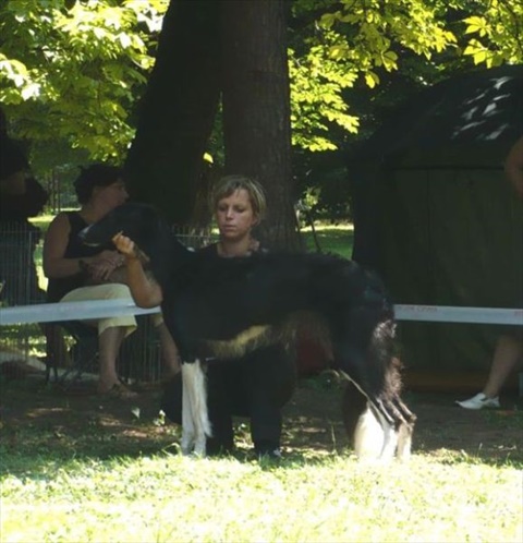 euro sighthound show 8. 8. 2009 070.jpg