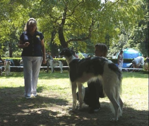 euro sighthound show 8. 8. 2009 112.jpg