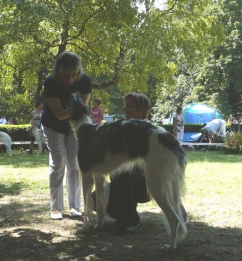 euro sighthound show 8. 8. 2009 113.jpg