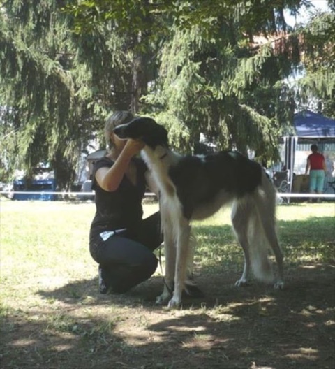 euro sighthound show 8. 8. 2009 115.jpg