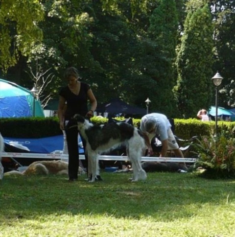euro sighthound show 8. 8. 2009 123.jpg