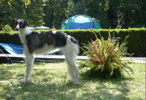 euro sighthound show 8. 8. 2009 154.jpg