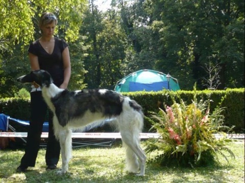 euro sighthound show 8. 8. 2009 159.jpg