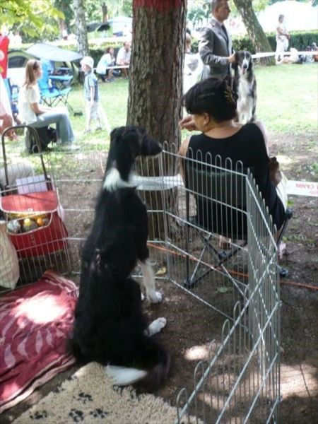 euro sighthound show 8. 8. 2009 009.jpg