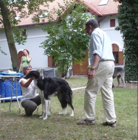klubová výstava chrtov Mojmírovce 9. 8. 2009 162.jpg