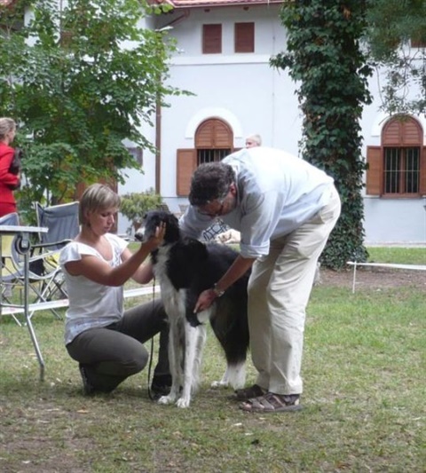 klubová výstava chrtov Mojmírovce 9. 8. 2009 164.jpg