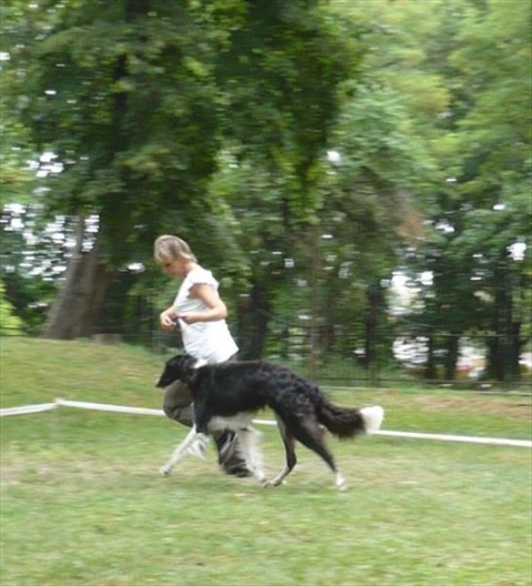 klubová výstava chrtov Mojmírovce 9. 8. 2009 167.jpg