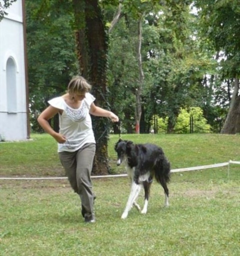 klubová výstava chrtov Mojmírovce 9. 8. 2009 171.jpg