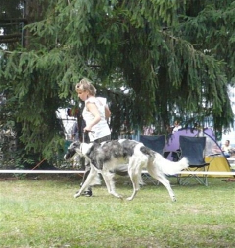 klubová výstava chrtov Mojmírovce 9. 8. 2009 094.jpg