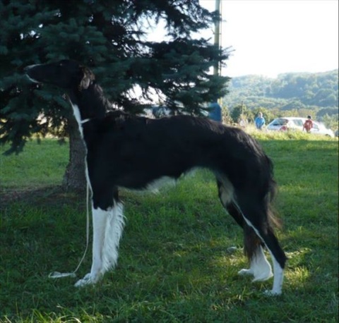 Víťaz Slovenska Prešov 27. 9. 2009 119.jpg