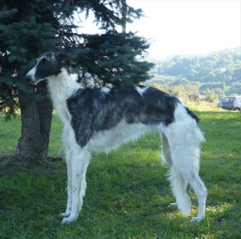 Víťaz Slovenska Prešov 27. 9. 2009 108.jpg