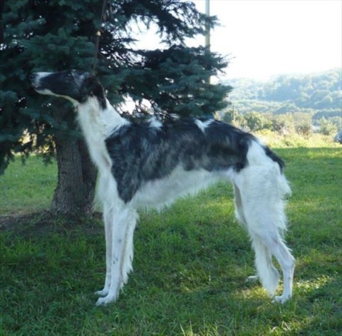 Víťaz Slovenska Prešov 27. 9. 2009 110.jpg
