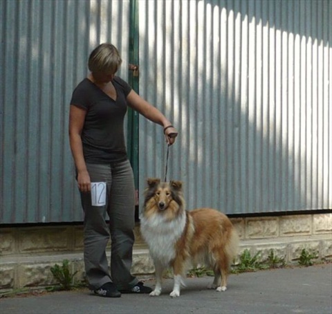 špeciálna výstava kólií a šeltií Horný Kalník 19. 9. 2009 011.jpg