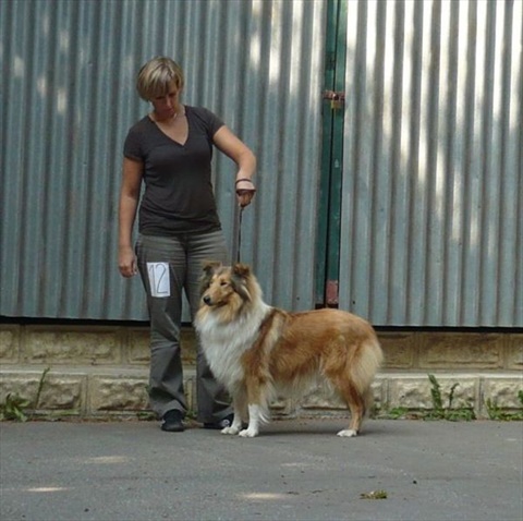 špeciálna výstava kólií a šeltií Horný Kalník 19. 9. 2009 013.jpg