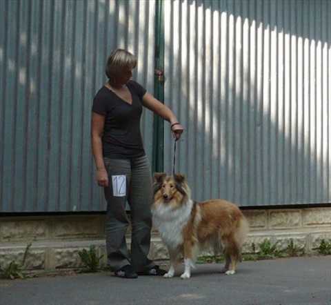 špeciálna výstava kólií a šeltií Horný Kalník 19. 9. 2009 020.jpg