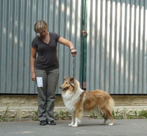 špeciálna výstava kólií a šeltií Horný Kalník 19. 9. 2009 025.jpg