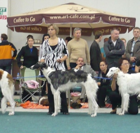 Svetová výstava psov Bratislava SR 9. 10. 2009 125.jpg