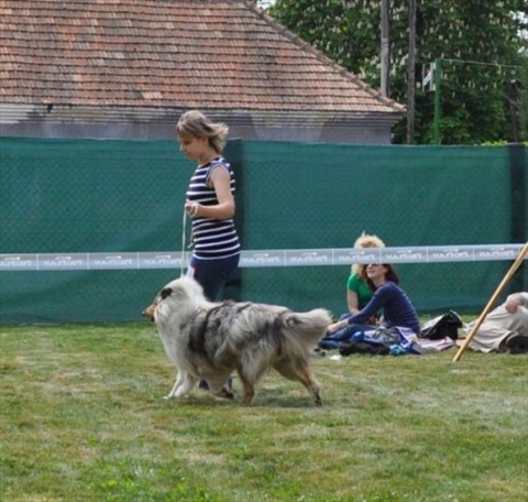 klubova vystava kolii Hurbanovo 30.04.2011 123.jpg