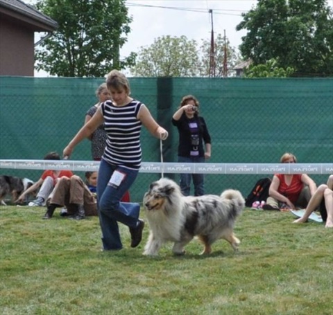 klubova vystava kolii Hurbanovo 30.04.2011 124.jpg