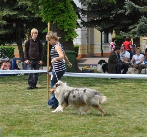 klubova vystava kolii Hurbanovo 30.04.2011 174.jpg