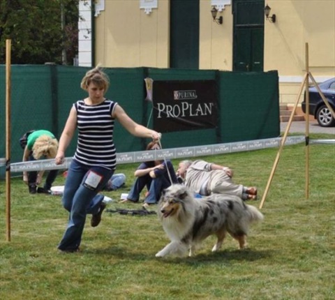 klubova vystava kolii Hurbanovo 30.04.2011 175.jpg