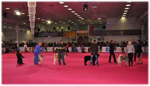 rebecca best puppy competition.jpg