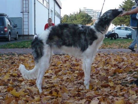 Obrázok 821.jpg