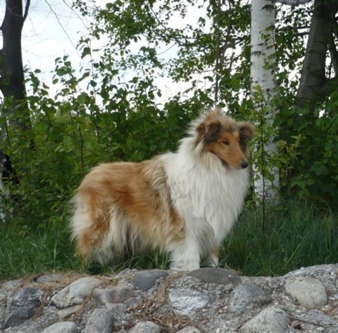 obcan 194.jpg