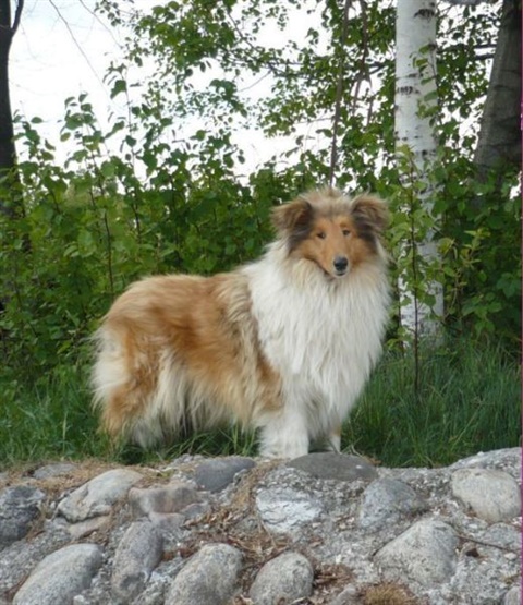 obcan 196.jpg