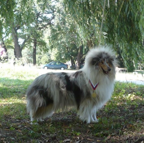 Národná výstava Košice 12. 7. 2009 155.jpg