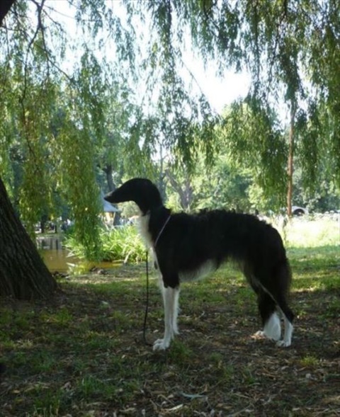 Národná výstava Košice 12. 7. 2009 132.jpg